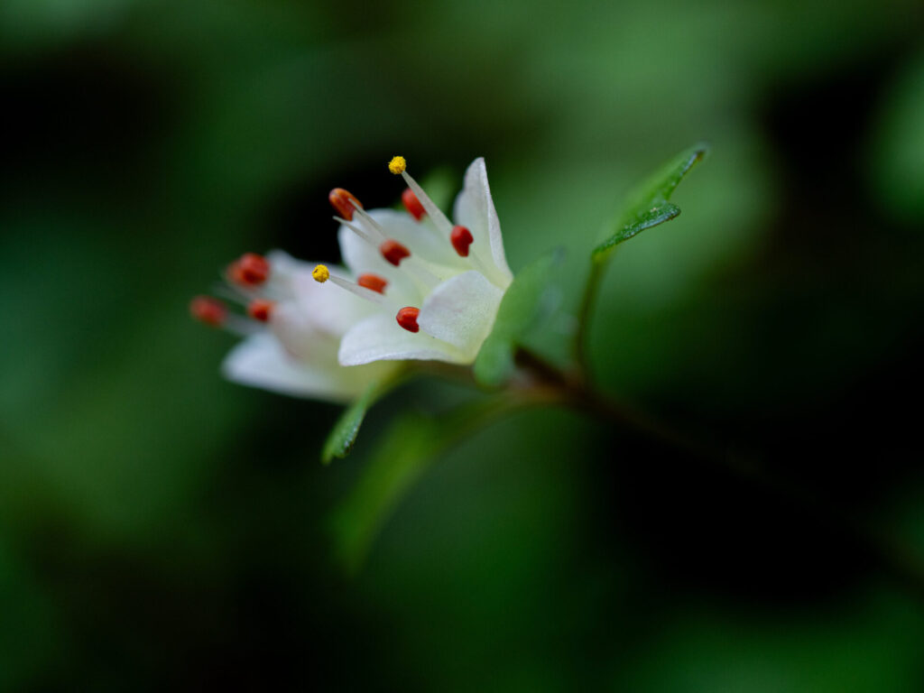 ボケの比較　f2.8