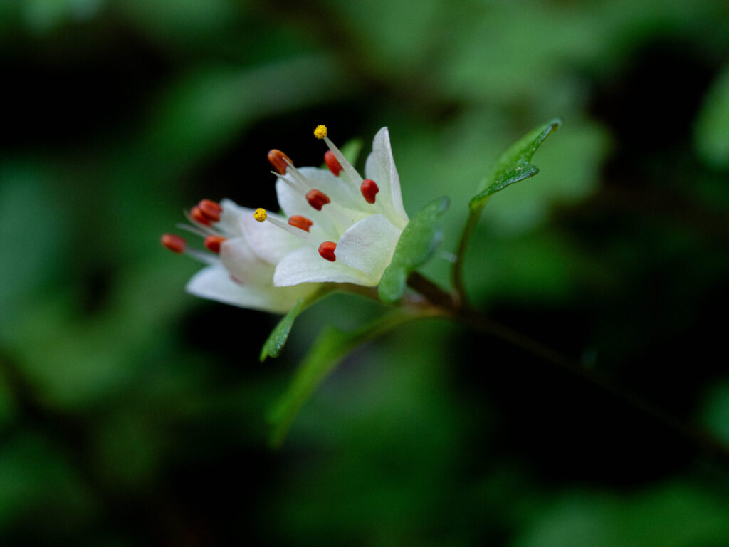 ボケの比較　f5.6